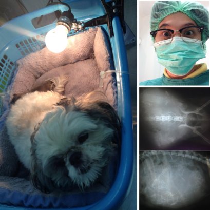 “โรคฮอทฮิตในสุนัขตั้งครรภ์”